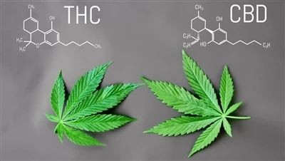 Ki diferans ki genyen ant THC ak CBD?