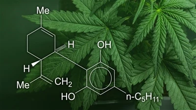CBD, marigwana ak chanv: Ki diferans ki genyen ant pwodui Cannabis sa yo, e k...