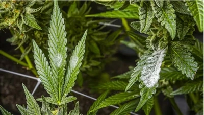 Ki jan yo jwenn bon jan kalite pwodwi CBD