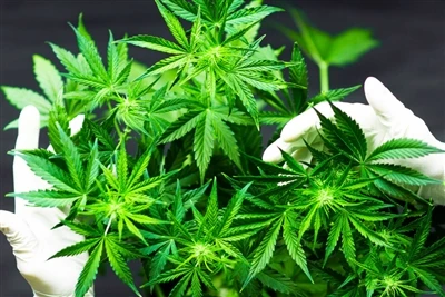 Ki jan itilizasyon Cannabis afekte sante sèvo? Prekosyon konseye, plis rechèc...