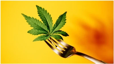 FAQ CBD