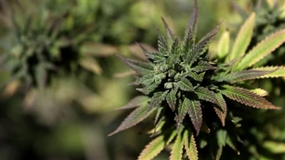 Ki sa ki Sistèm Endocannabinoid la? (ECS)