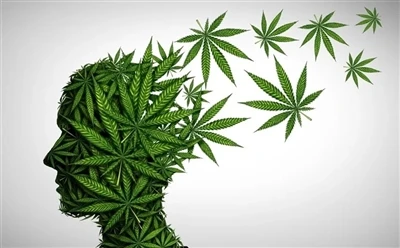 Kouman pou itilize lwil CBD pou benefis pi bon: Gid konplè?